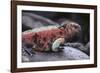 Marine Iguana-DLILLC-Framed Photographic Print