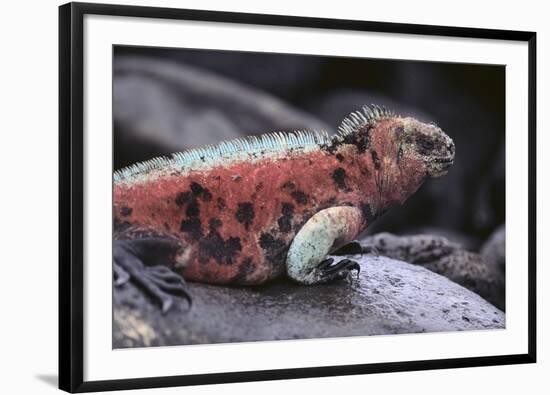 Marine Iguana-DLILLC-Framed Photographic Print