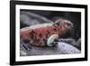 Marine Iguana-DLILLC-Framed Photographic Print