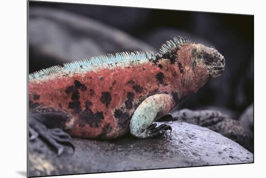 Marine Iguana-DLILLC-Mounted Photographic Print