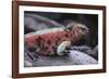 Marine Iguana-DLILLC-Framed Photographic Print