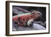 Marine Iguana-DLILLC-Framed Photographic Print