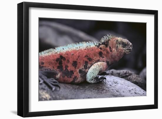 Marine Iguana-DLILLC-Framed Photographic Print