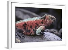 Marine Iguana-DLILLC-Framed Photographic Print