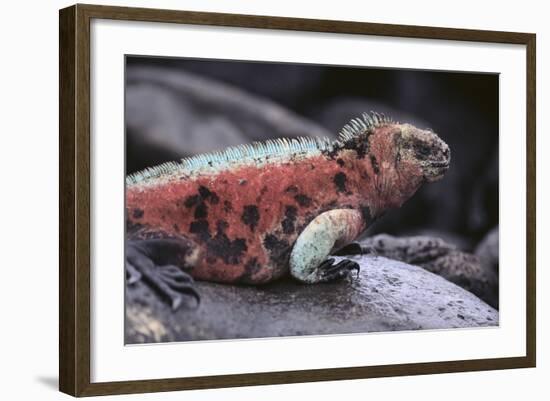 Marine Iguana-DLILLC-Framed Photographic Print