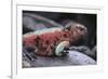 Marine Iguana-DLILLC-Framed Photographic Print