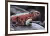 Marine Iguana-DLILLC-Framed Photographic Print