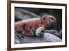 Marine Iguana-DLILLC-Framed Photographic Print