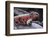 Marine Iguana-DLILLC-Framed Photographic Print