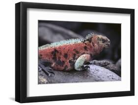 Marine Iguana-DLILLC-Framed Photographic Print