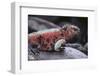 Marine Iguana-DLILLC-Framed Photographic Print