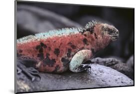 Marine Iguana-DLILLC-Mounted Photographic Print