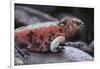 Marine Iguana-DLILLC-Framed Photographic Print