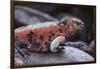 Marine Iguana-DLILLC-Framed Photographic Print