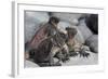 Marine Iguana-null-Framed Photographic Print