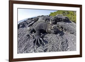 Marine Iguanas (Amblyrhynchus Cristatus) Basking on Volcanic Rock-Franco Banfi-Framed Photographic Print