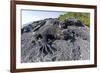 Marine Iguanas (Amblyrhynchus Cristatus) Basking on Volcanic Rock-Franco Banfi-Framed Photographic Print