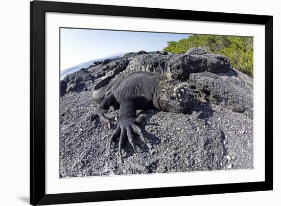 Marine Iguanas (Amblyrhynchus Cristatus) Basking on Volcanic Rock-Franco Banfi-Framed Photographic Print