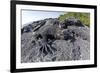 Marine Iguanas (Amblyrhynchus Cristatus) Basking on Volcanic Rock-Franco Banfi-Framed Photographic Print