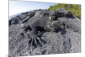 Marine Iguanas (Amblyrhynchus Cristatus) Basking on Volcanic Rock-Franco Banfi-Mounted Photographic Print
