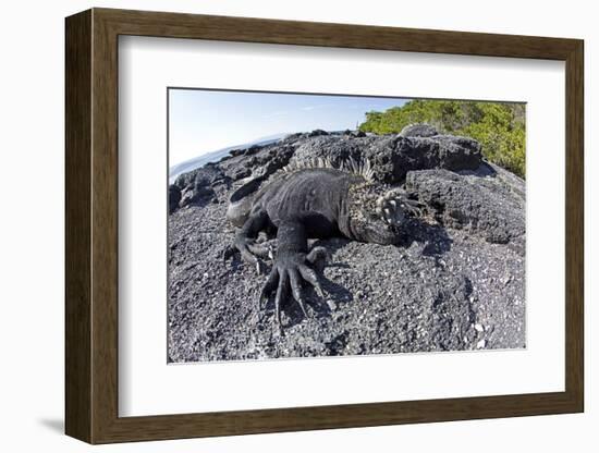 Marine Iguanas (Amblyrhynchus Cristatus) Basking on Volcanic Rock-Franco Banfi-Framed Photographic Print