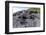 Marine Iguanas (Amblyrhynchus Cristatus) Basking on Volcanic Rock-Franco Banfi-Framed Photographic Print