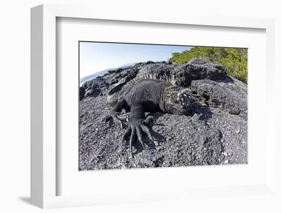 Marine Iguanas (Amblyrhynchus Cristatus) Basking on Volcanic Rock-Franco Banfi-Framed Photographic Print