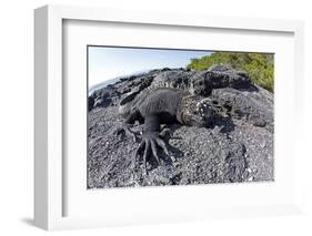 Marine Iguanas (Amblyrhynchus Cristatus) Basking on Volcanic Rock-Franco Banfi-Framed Photographic Print