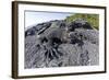 Marine Iguanas (Amblyrhynchus Cristatus) Basking on Volcanic Rock-Franco Banfi-Framed Photographic Print