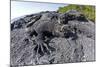Marine Iguanas (Amblyrhynchus Cristatus) Basking on Volcanic Rock-Franco Banfi-Mounted Photographic Print