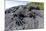 Marine Iguanas (Amblyrhynchus Cristatus) Basking on Volcanic Rock-Franco Banfi-Mounted Photographic Print