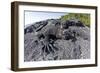 Marine Iguanas (Amblyrhynchus Cristatus) Basking on Volcanic Rock-Franco Banfi-Framed Photographic Print