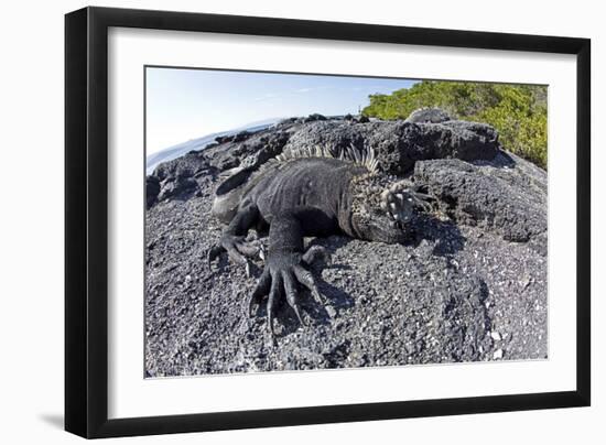 Marine Iguanas (Amblyrhynchus Cristatus) Basking on Volcanic Rock-Franco Banfi-Framed Photographic Print