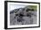 Marine Iguanas (Amblyrhynchus Cristatus) Basking on Volcanic Rock-Franco Banfi-Framed Photographic Print