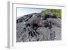 Marine Iguanas (Amblyrhynchus Cristatus) Basking on Volcanic Rock-Franco Banfi-Framed Photographic Print