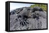 Marine Iguanas (Amblyrhynchus Cristatus) Basking on Volcanic Rock-Franco Banfi-Framed Stretched Canvas