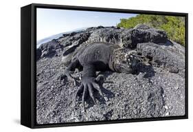 Marine Iguanas (Amblyrhynchus Cristatus) Basking on Volcanic Rock-Franco Banfi-Framed Stretched Canvas