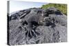 Marine Iguanas (Amblyrhynchus Cristatus) Basking on Volcanic Rock-Franco Banfi-Stretched Canvas