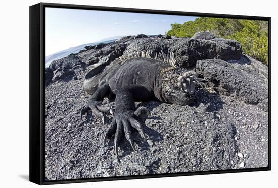 Marine Iguanas (Amblyrhynchus Cristatus) Basking on Volcanic Rock-Franco Banfi-Framed Stretched Canvas