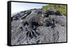 Marine Iguanas (Amblyrhynchus Cristatus) Basking on Volcanic Rock-Franco Banfi-Framed Stretched Canvas