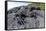 Marine Iguanas (Amblyrhynchus Cristatus) Basking on Volcanic Rock-Franco Banfi-Framed Stretched Canvas