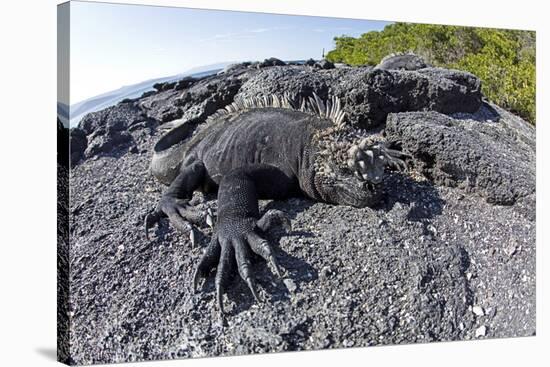 Marine Iguanas (Amblyrhynchus Cristatus) Basking on Volcanic Rock-Franco Banfi-Stretched Canvas