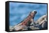 Marine Iguanas (Amblyrhynchus Cristatus Hassi)-G and M Therin-Weise-Framed Stretched Canvas