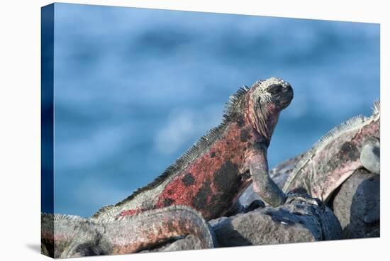 Marine Iguanas (Amblyrhynchus Cristatus Hassi)-G and M Therin-Weise-Stretched Canvas