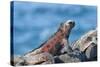 Marine Iguanas (Amblyrhynchus Cristatus Hassi)-G and M Therin-Weise-Stretched Canvas