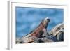 Marine Iguanas (Amblyrhynchus Cristatus Hassi)-G and M Therin-Weise-Framed Photographic Print