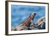 Marine Iguanas (Amblyrhynchus Cristatus Hassi)-G and M Therin-Weise-Framed Photographic Print