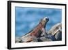 Marine Iguanas (Amblyrhynchus Cristatus Hassi)-G and M Therin-Weise-Framed Photographic Print