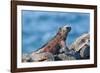 Marine Iguanas (Amblyrhynchus Cristatus Hassi)-G and M Therin-Weise-Framed Photographic Print