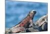 Marine Iguanas (Amblyrhynchus Cristatus Hassi)-G and M Therin-Weise-Mounted Photographic Print